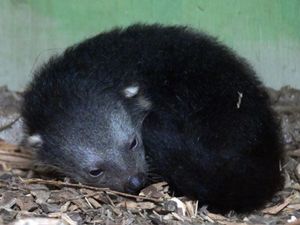 Supporting image for story: Dudley Zoo sees birth of first ever binturong in zoo's history