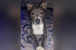 Sully the blue Jack Russell and Staffordshire bull terrier cross, by Steven Tipton from Wolverhampton