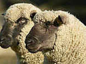 Supporting image for story: Walsall slaughterhouse to increase in size by third in £250k expansion plans