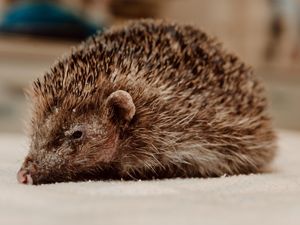 Supporting image for story: Bear the hedgehog who lost his spikes is put to sleep