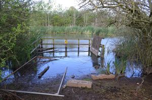 The flooded pond. photo, Edward Bevan