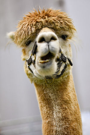 Alpacas on show at the National Pet Show at the NEC, Birmingham. PA Photo. Picture date: Sunday November 3, 2019.  Photo credit should read: Jacob King/PA Wire.