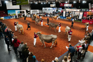 The competition ring