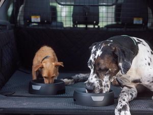 Supporting image for story: Land Rover launches new canine accessory packs
