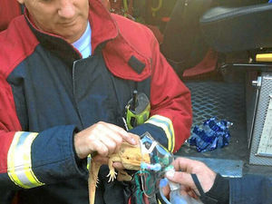Supporting image for story: Dragon given oxygen after Dudley house fire rescue