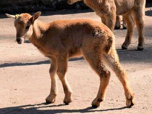 Supporting image for story: Lambs born at Dudley Zoo in time for Easter