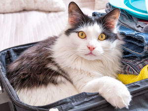 Supporting image for story: Peter Rhodes on Brexit fallout, the obituaries file and the problem with counting dead cats