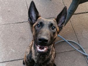 Supporting image for story: Dog show to raise money for poorly pup left with one short leg