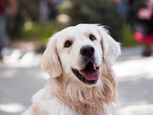 Supporting image for story: Pets are suffering from lockdown domestic abuse too, charity warns