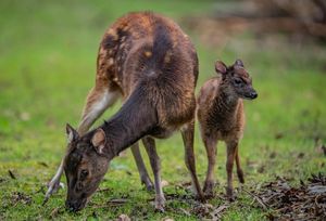 Lyra the fawn was born at Chester Zoo