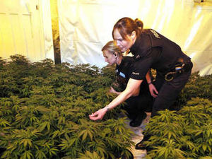 Supporting image for story: Police raid uncovers 267 cannabis plants