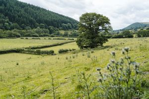 Two new woodlands have been created in Shropshire, spanning more than 75 hectares. Pictured is the Picklescott woodland. Picture: Forestry England. 