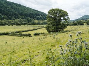 Supporting image for story: Two new woodlands with more than 130,000 trees created in Shropshire to celebrate King's Coronation