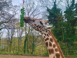 Supporting image for story: Peter Rhodes on missing valuables, naming a giraffe and measuring a woman's mood in rock buns