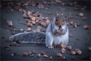 Grey Squirrel by Alan Gripton