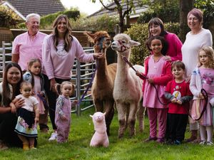 Supporting image for story: Two alpacas join family and friends raising money for Breast Cancer Now 