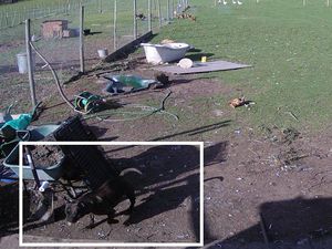 Supporting image for story: Appeal after chickens, ducks and geese killed in dog attack

