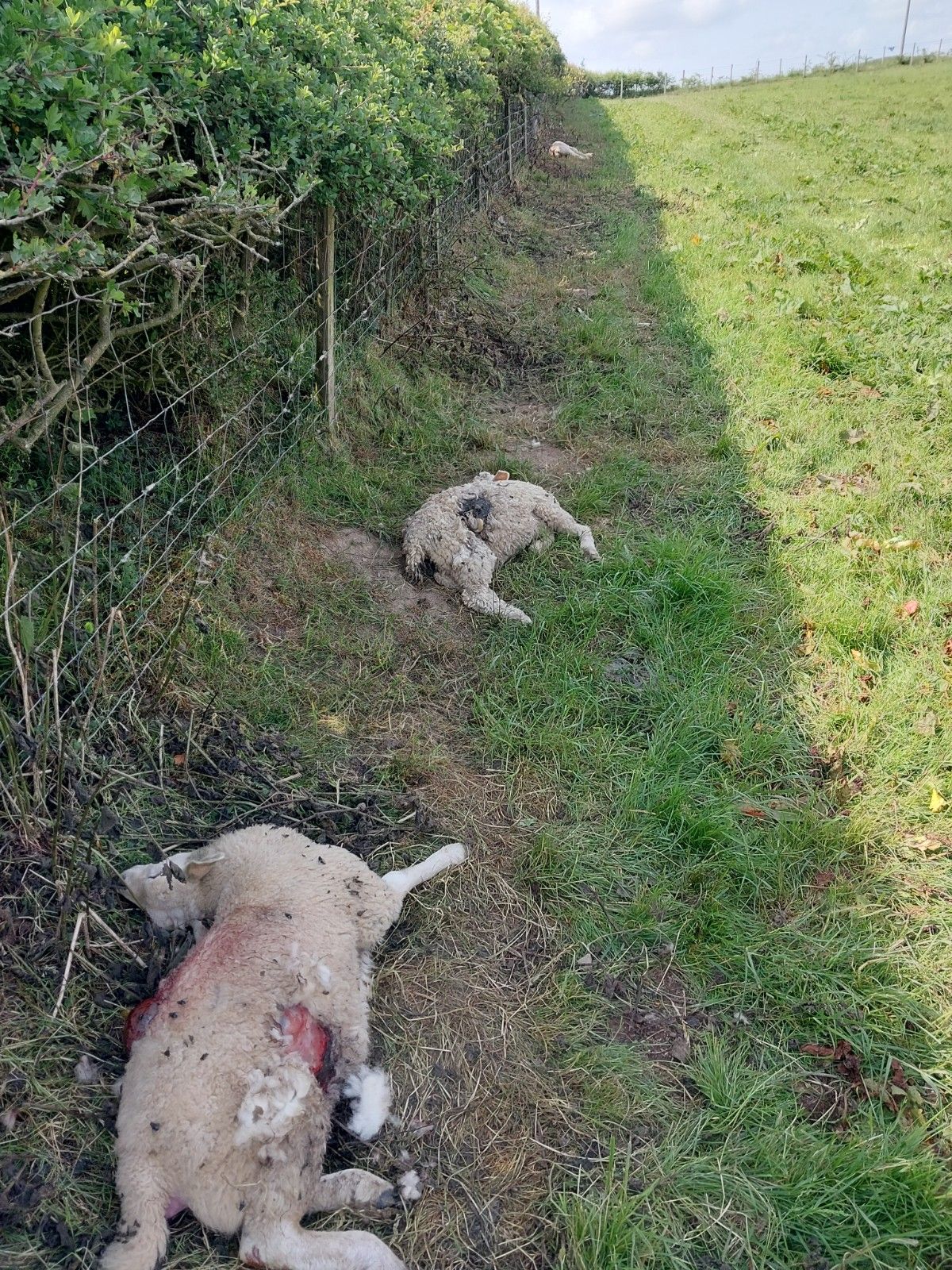 Suspected Powys dog attack kills five lambs and badly injures another