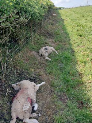 Supporting image for story: Suspected Powys dog attack kills five lambs and badly injures another