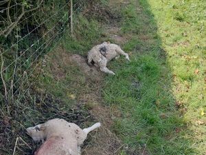 Supporting image for story: Suspected Powys dog attack kills five lambs and badly injures another