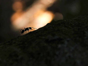 Supporting image for story: Ant that's the winner! Mid Wales teenager's photo takes prize