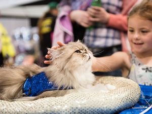 Supporting image for story: Pet show heading to Stafford - in photos