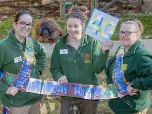 Supporting image for story: Birthday celebrations for 40-year-old Dudley Zoo orangutan Benji
