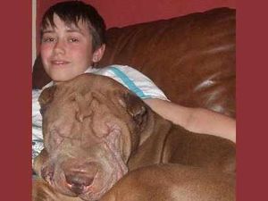 Supporting image for story: Wolverhampton boy savaged by stray dog