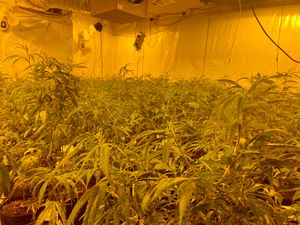 Supporting image for story: Telford is 'no easy target' for cannabis growers as police break up ten operations in seven months