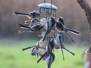 A flock of long-tailed tits feeding at the RSPB Sandwell Valley
