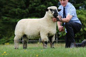 Top priced ram lamb at 2400gns from Graham and Judith Galbraith.