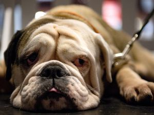 Supporting image for story: Flat-faced dogs at higher risk of developing heatstroke, study suggests