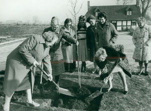 Getting in training for a big 'dig-in' are women from the Staffordshire Federation of Women's Institutes,  whose members were planting 1,000 trees at Brocton Coppice, on Cannock Chase, in November 1979, as part of the organisation's diamond jubilee. Pictured getting into practice by planting a mulberry tree at Izaak Walton Cottage, Shallowford, near Stafford, are Mrs Evelyn Sparham, left, chairman of the countryside sub-committee, and Mrs Rita Hodsman, WI federation chairman.