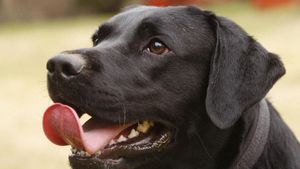 Supporting image for story