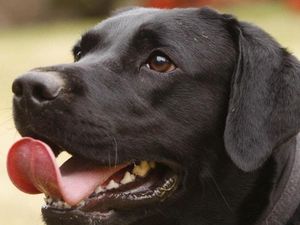 Supporting image for story: This could be the reason your labrador is so obsessed with food