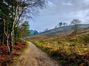 Supporting image for story: Consultation opens about Cannock Chase