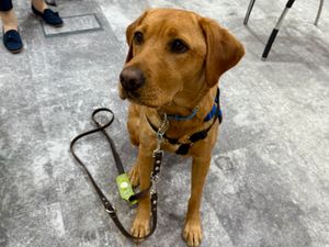 Supporting image for story: Pawsitive news: Support Dogs funding boost thanks to players of The Health Lottery