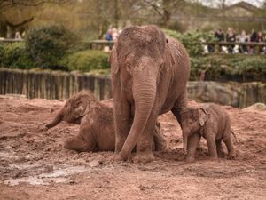Supporting image for story: Join Chester Zoo sponsored toddle for endangered elephants