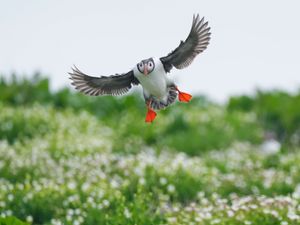 Supporting image for story: Farne Islands’ seabird spectacular to be shown on webcams