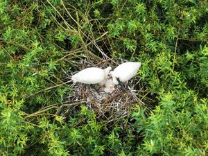 Supporting image for story: Breeding success for spoonbills as once-extinct bird continues UK return