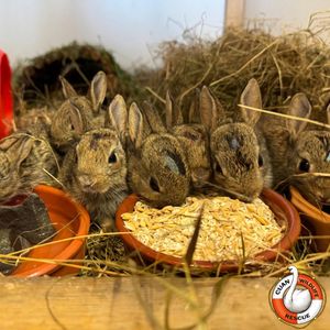 Cuan Wildlife Centre 