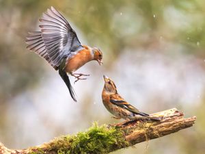 Two birds can be seen getting into a flap after an angry blackcap karate kicked a greenfinch in the beak