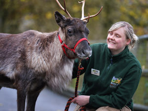 Supporting image for story: Won’t you guide my sleigh tonight? Meet Dudley Zoo's resident reindeer
