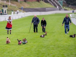 Supporting image for story: Dachshunds take to racecourse bidding to be crowned top dog