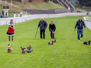 Supporting image for story: Dachshunds take to racecourse bidding to be crowned top dog