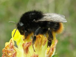 Supporting image for story: Populations of many UK pollinating insects in decline, study shows