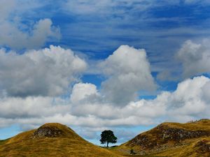 Sycamore Gap tree pictured in 2013