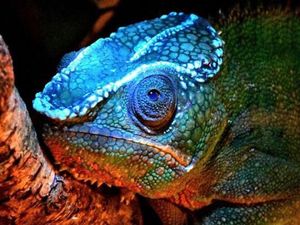 Supporting image for story: Scientists have made a surprising new discovery about chameleons