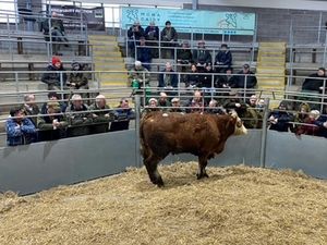 Supporting image for story: £2,000 bullock breaks Shrewsbury Auction Centre store cattle record
