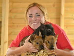 Supporting image for story: Pigs are latest arrival at animal park